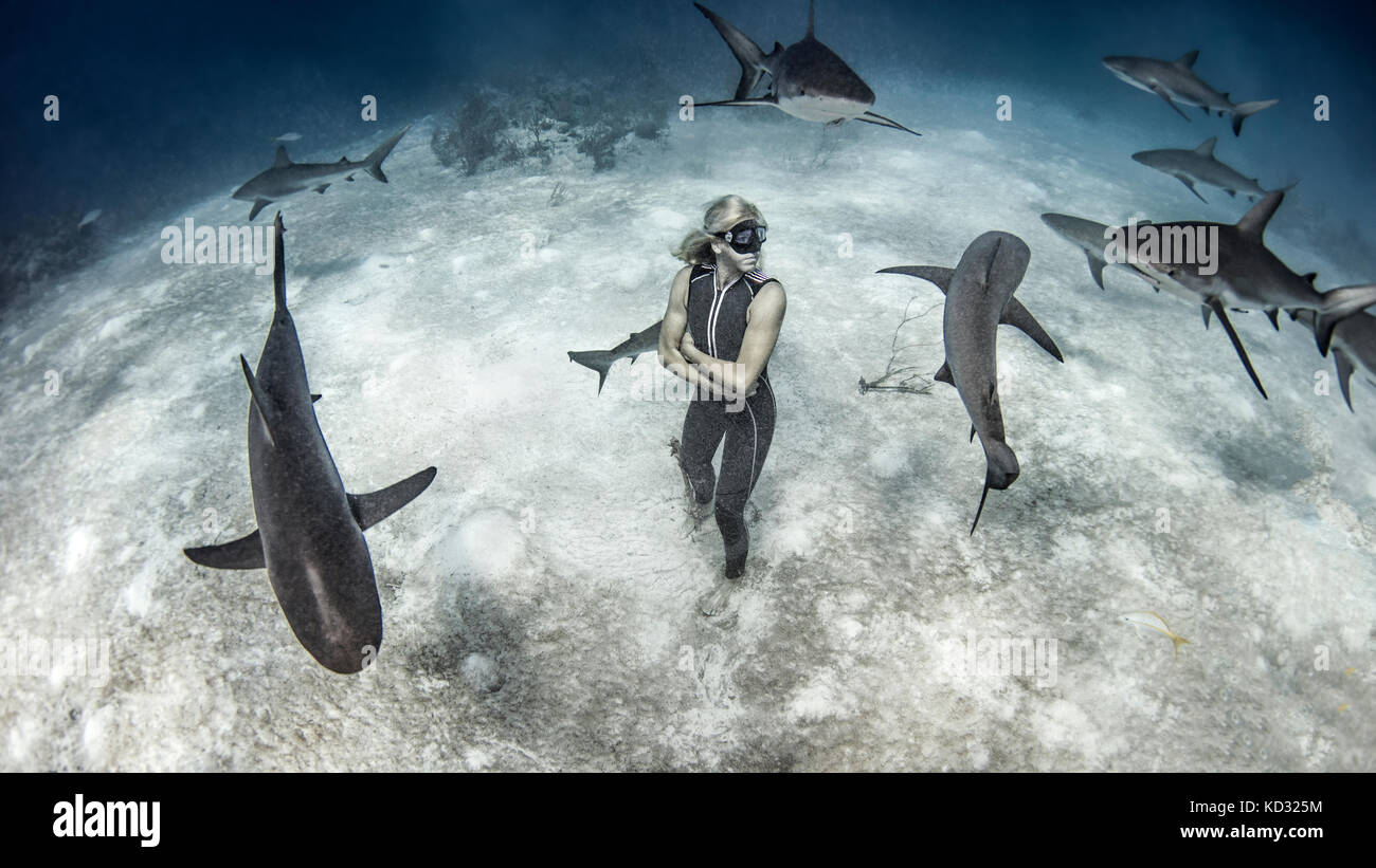 Underwater view of female free diver standing on seabed surrounded by reef sharks, Bahamas Stock Photo
