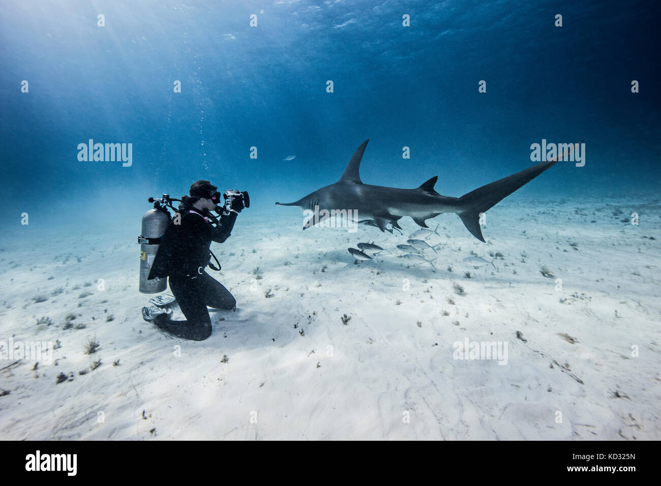 Underwater view of female scuba diver photographing great hammerhead sharks from seabed, Bimini, Bahamas Stock Photo