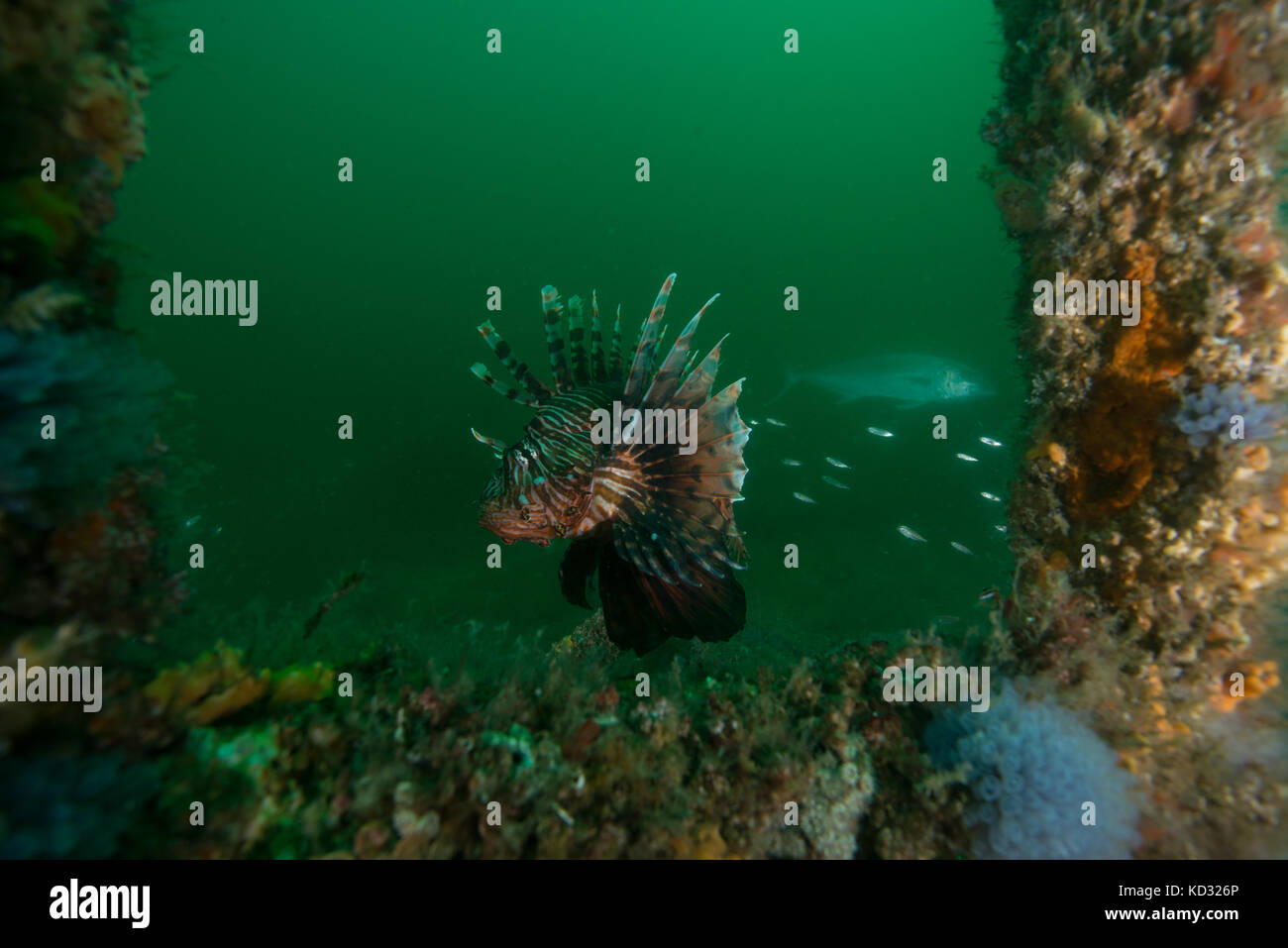 Lionfish feeding by barnacle covered shipwreck, Cancun, Quintana Roo, Mexico, North America Stock Photo
