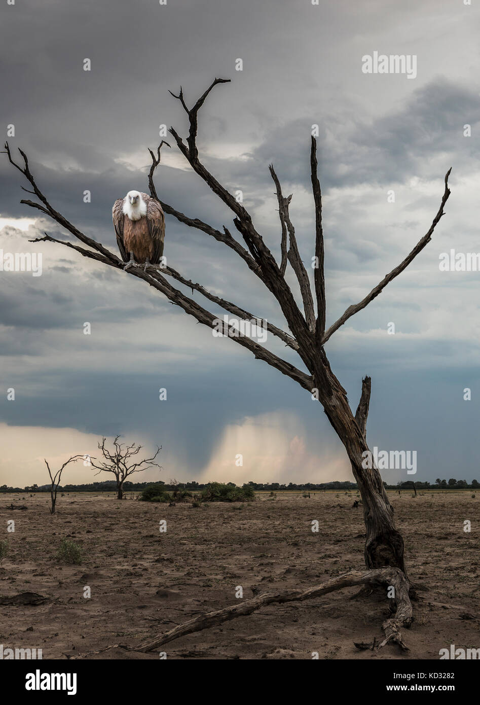 Vulture perched in dead tree, Yaro, Okavango, Namibia, Africa Stock Photo
