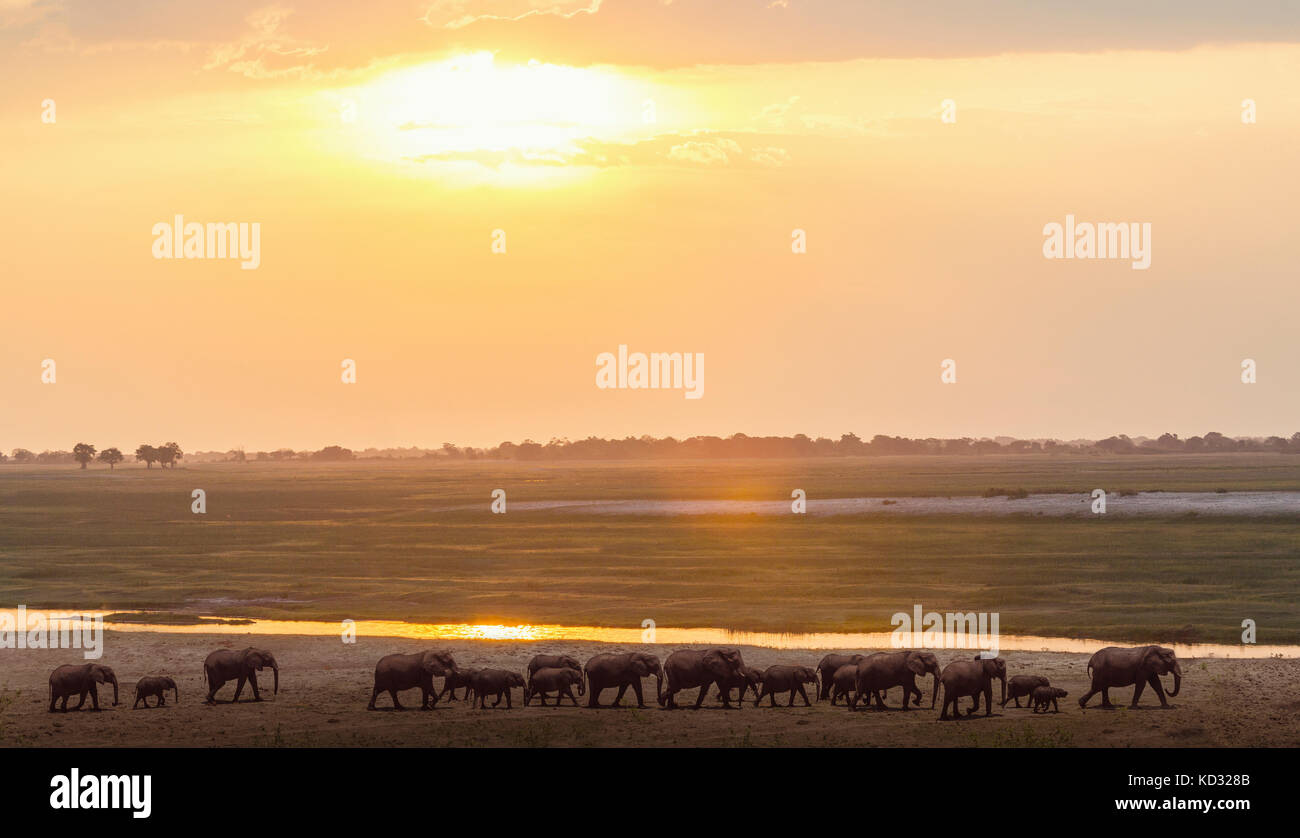 Elephants by river, Chobe national park, Zambia, Africa Stock Photo
