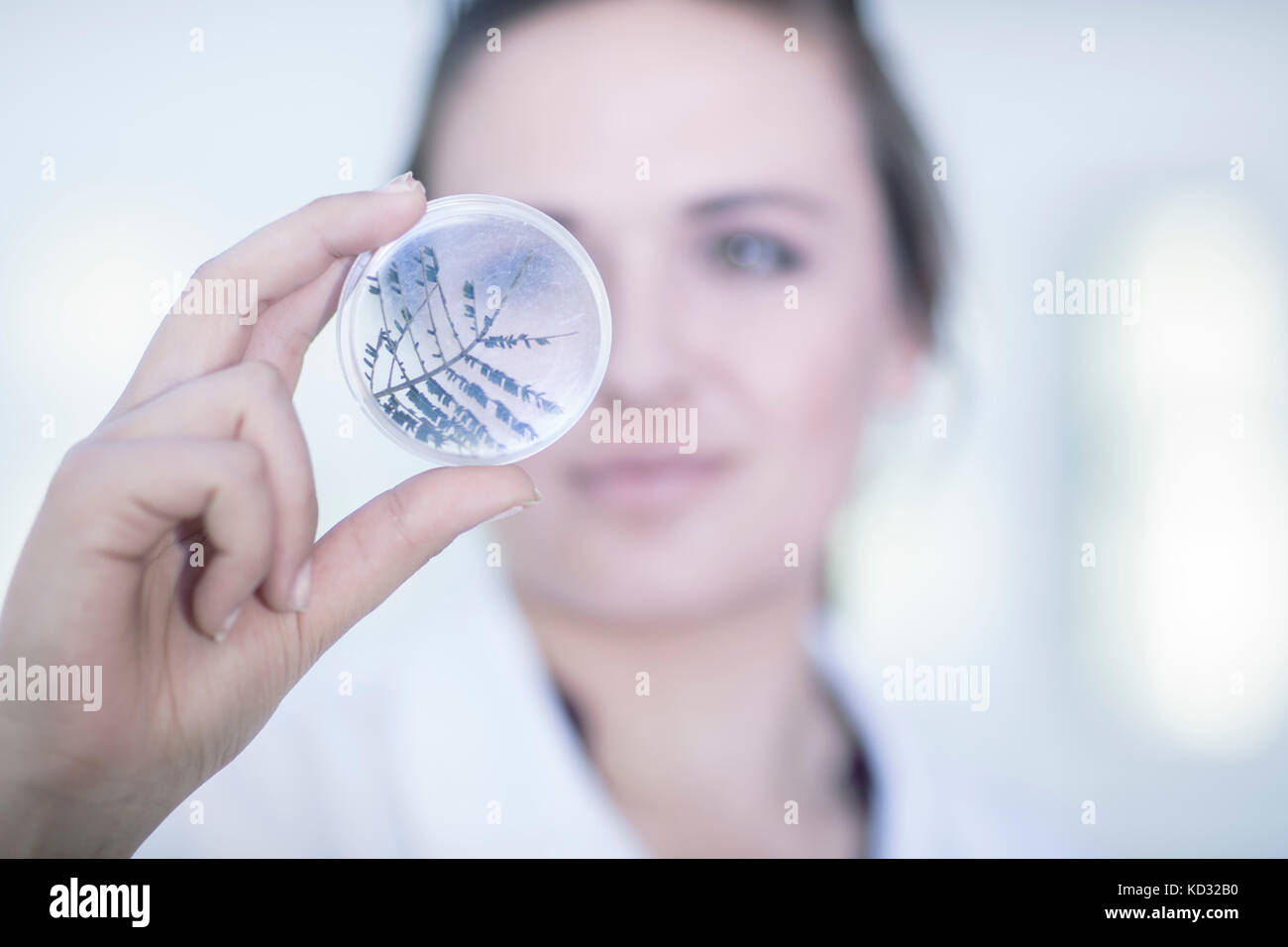 Laboratory worker examining contents of petri dish Stock Photo Alamy