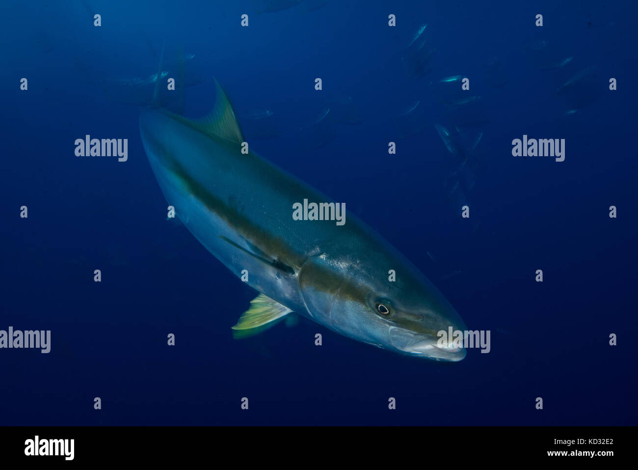 Closeup of Yellowtail (Seriola quinqueradiata), Guadalupe, Mexico