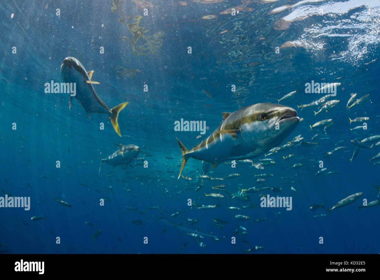 School of Yellowtail (Seriola quinqueradiata) swimming close to surface, Guadalupe, Mexico Stock Photo