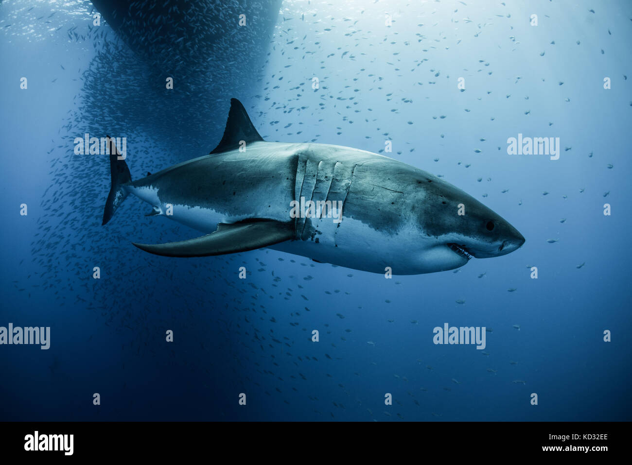Great white shark (carcharodon megalodon) swimming under boat shadow, Guadalupe, Mexico Stock Photo