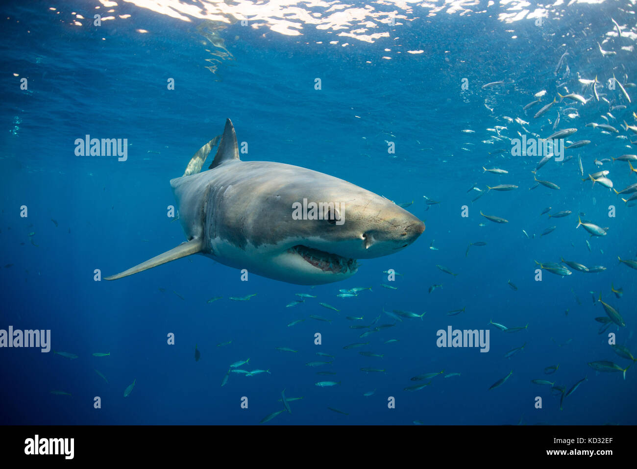 Great white shark swimming (carcharodon carcharias) close to surface, Guadalupe, Mexico Stock Photo