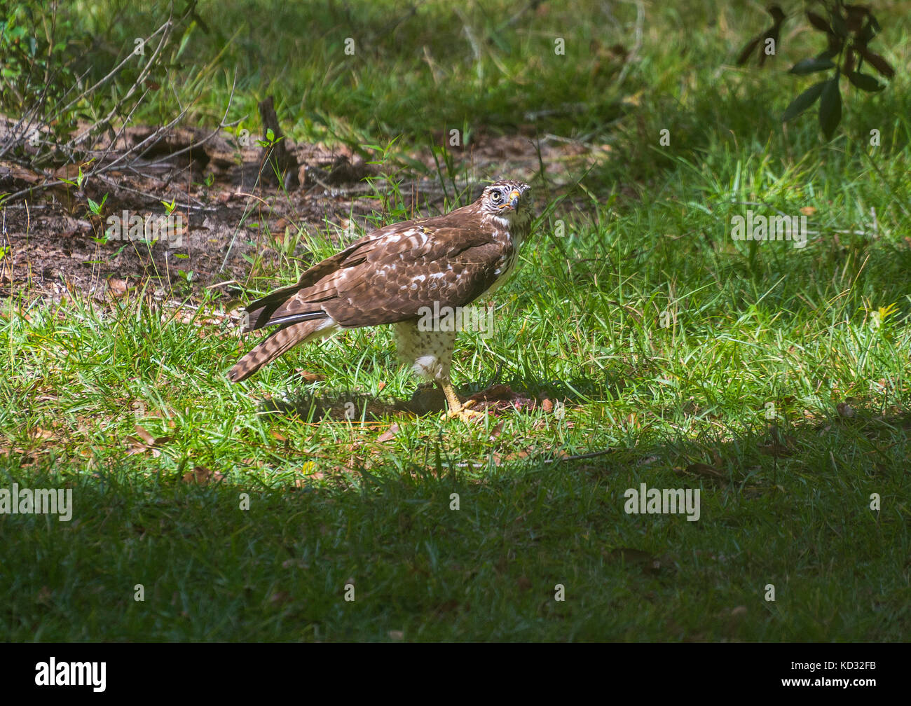 Red Shouldered Hawk eats a captured squirrel in a grassy area in North Central Florida. Stock Photo