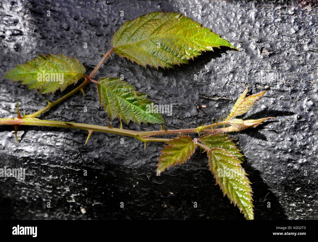 bramble leaves Stock Photo