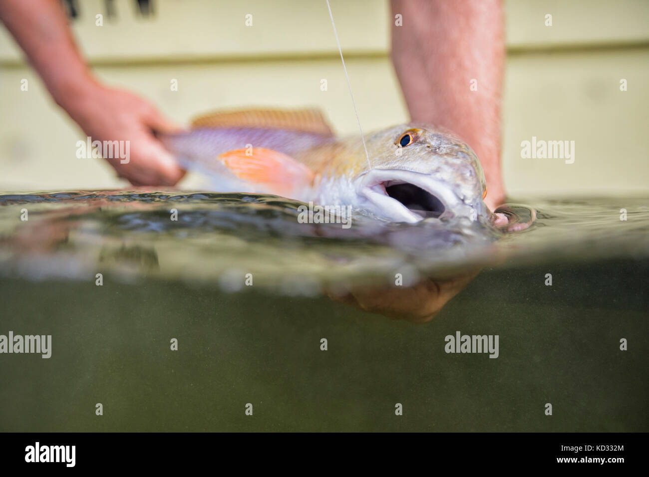 Man releasing small redfish Stock Photo