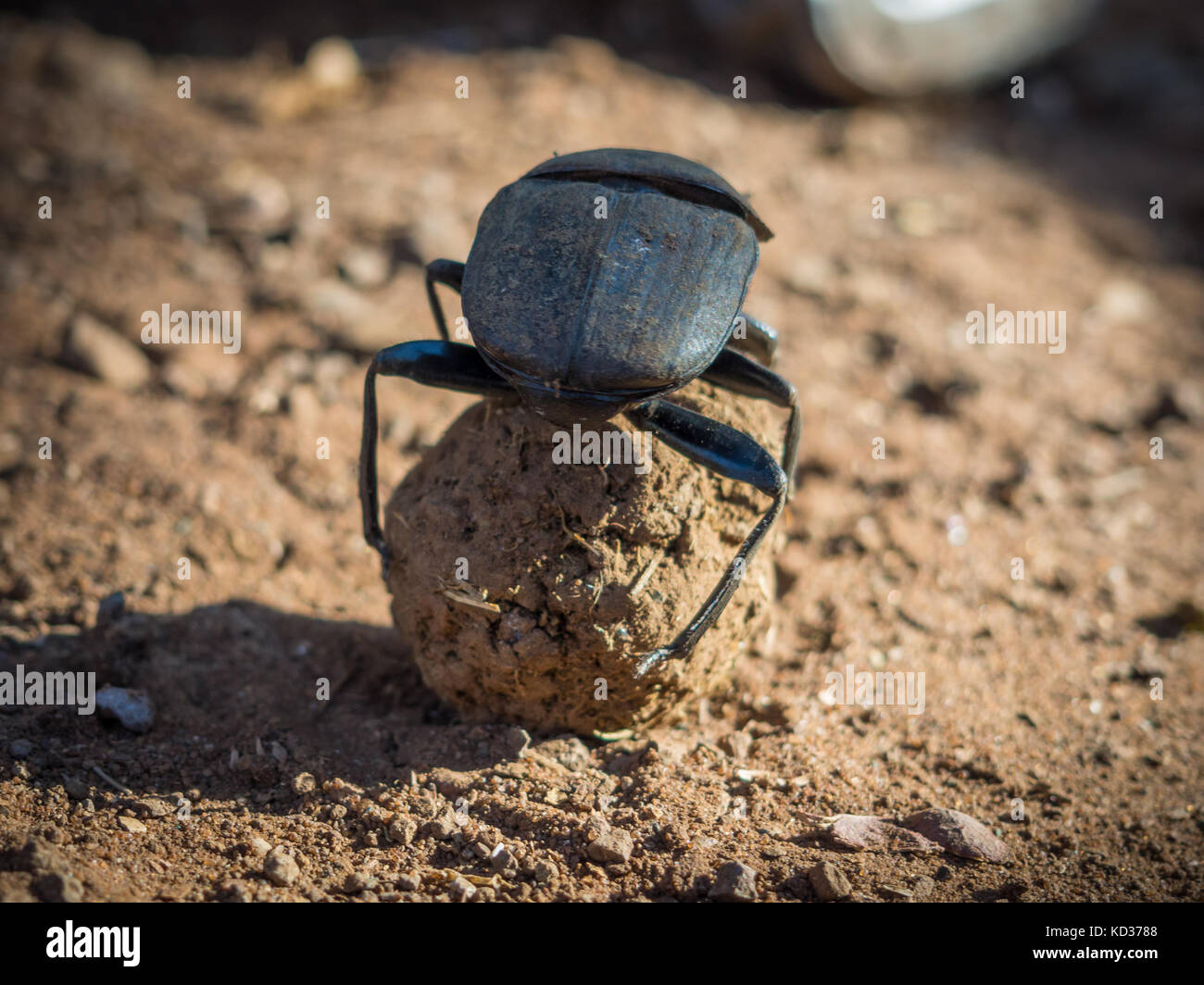 African dung scarab beetle or Scarabaeus sacer rolling his dung ball, Chobe National Park, Botswana, Southern Africa Stock Photo