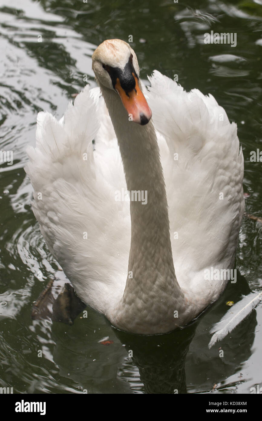 Close up view of a white swan in the pond Stock Photo - Alamy