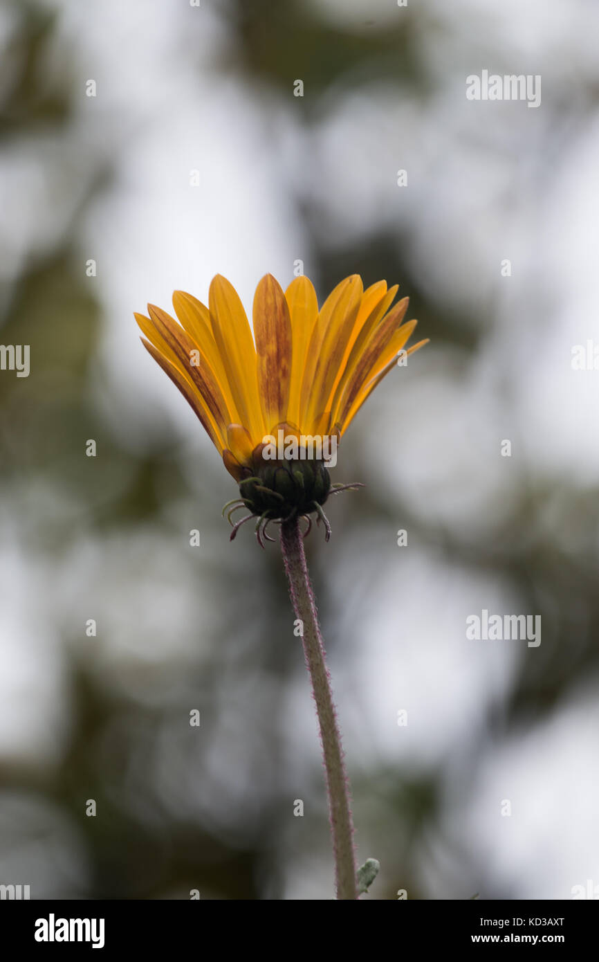Close up view of the Osteospermum fruticosum flower on a garden. Stock Photo