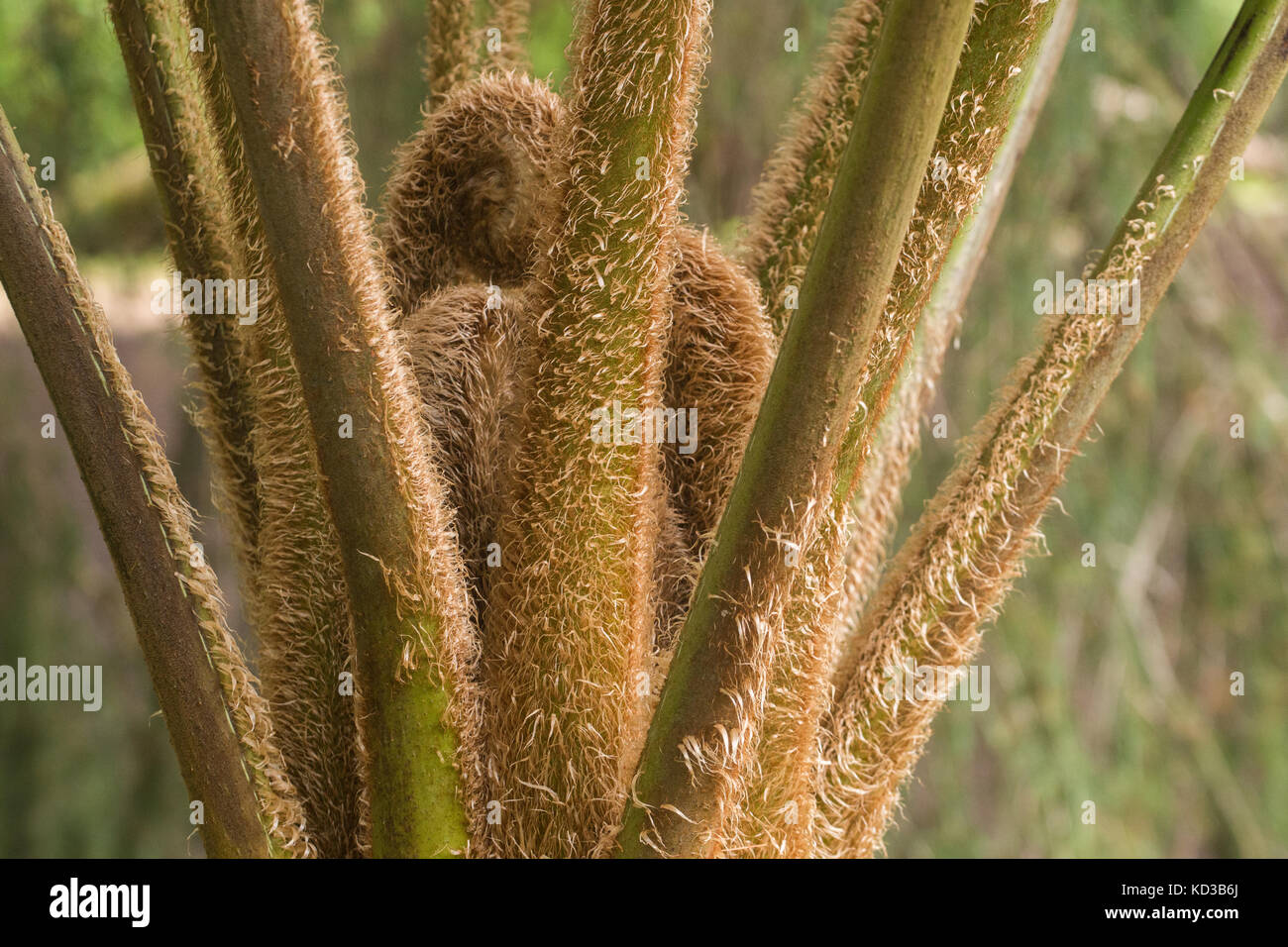 Golden chicken fern hi-res stock photography and images - Alamy