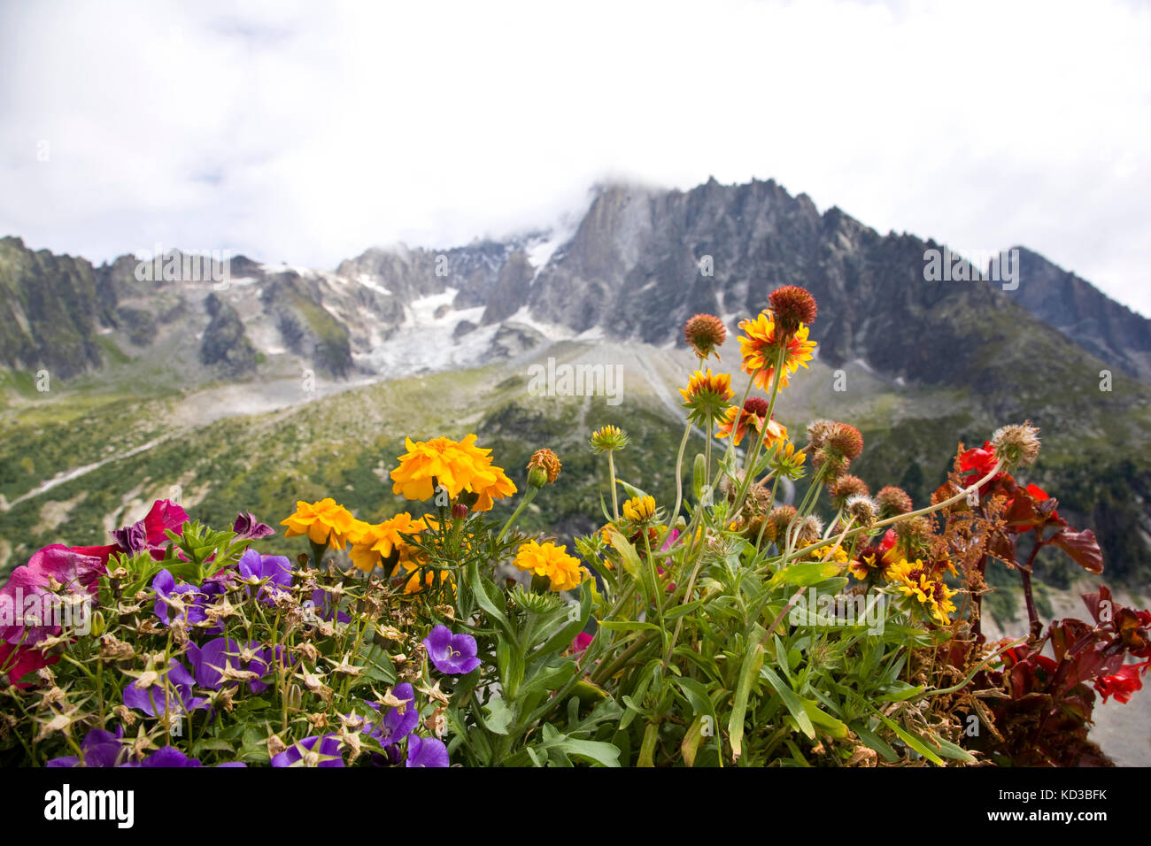 Flower meadow flowers alps alpine wildflower hires stock photography and images Alamy