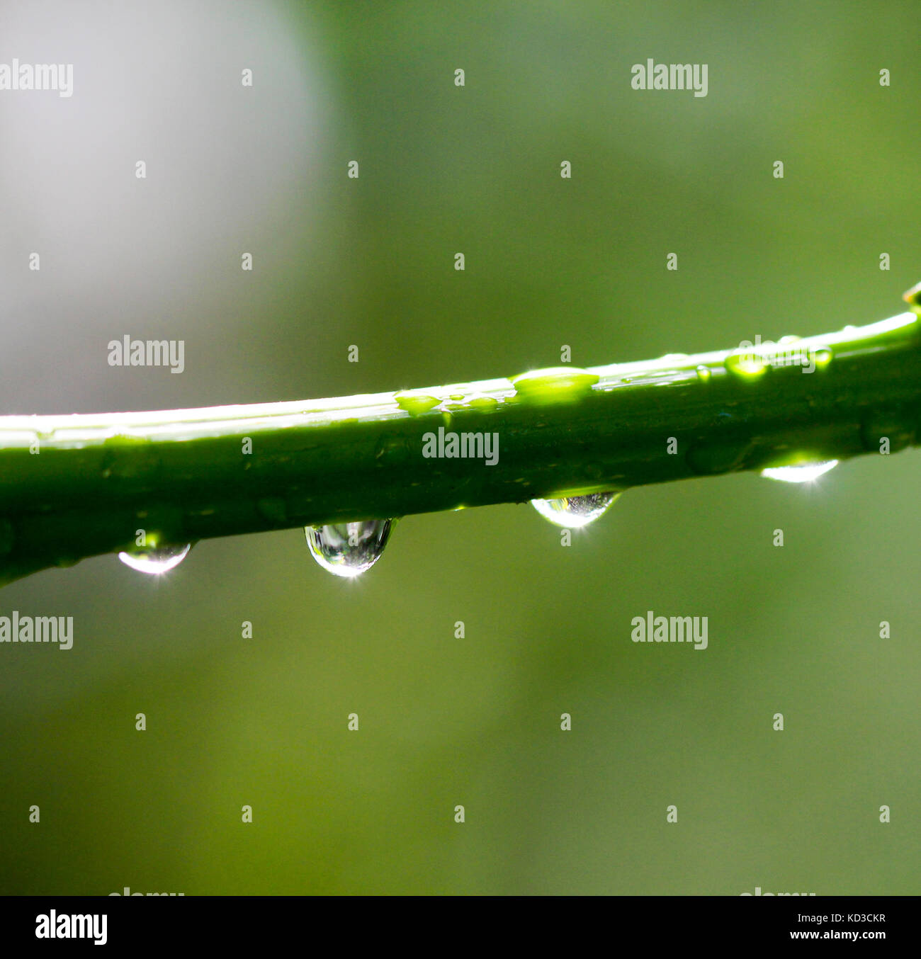 The beautiful spring tree branch with morning rain drops, macro background,shallow dof Stock Photo