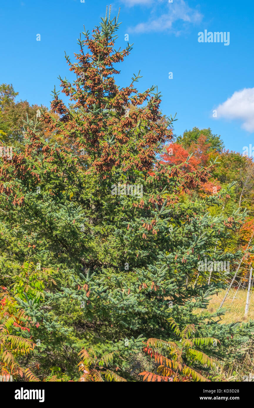 A white spruce, Picea Glauca, laden with cones sits among vibrant foliage in this autumn photograph. Stock Photo