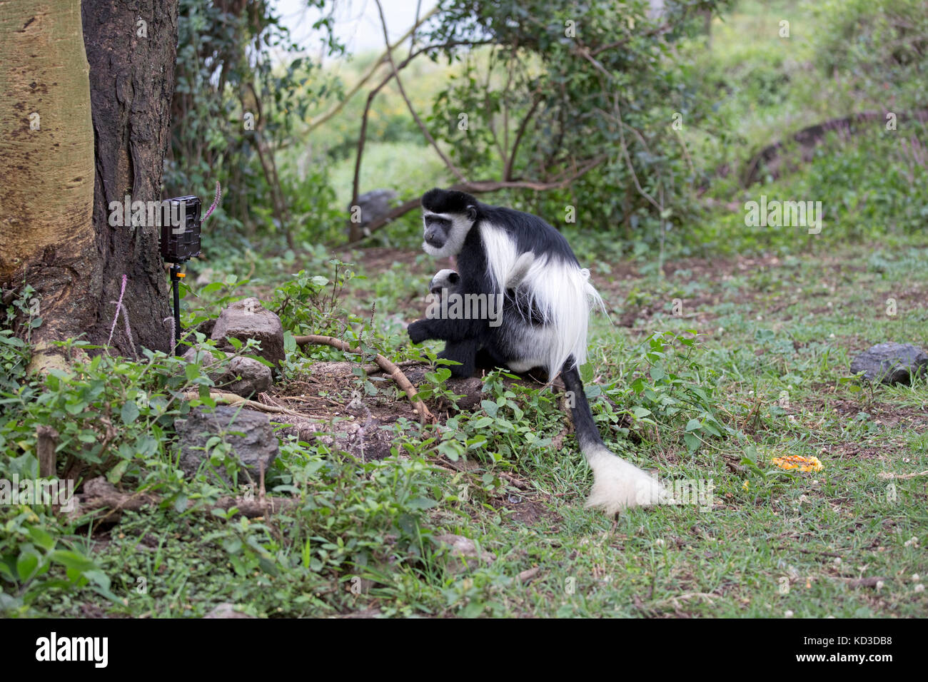 Adult female Black and White Colobus monkey Colobus guereza with baby looking at trail camera Elsamere Naivasha Kenya Stock Photo