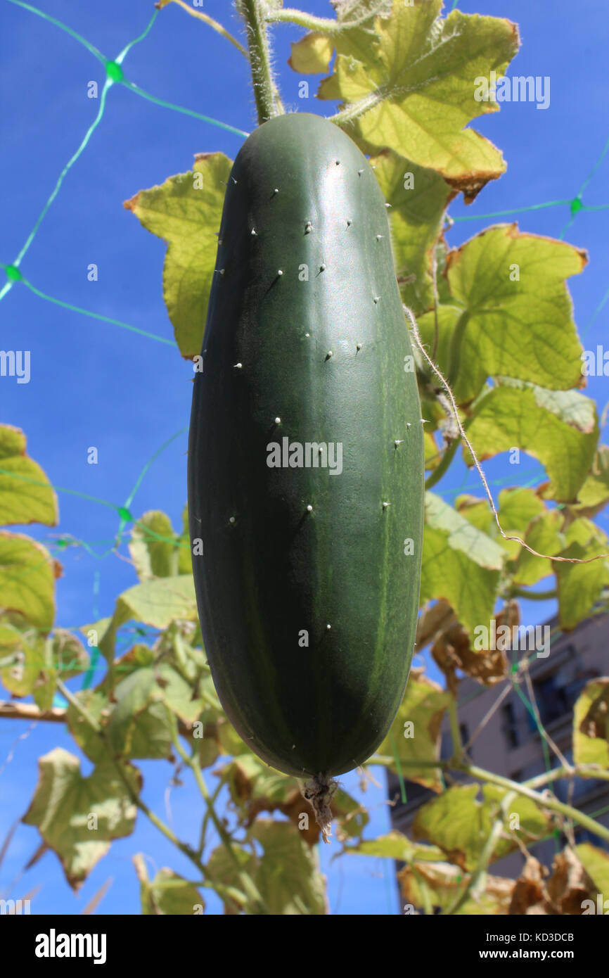 Cucumber growing in a urban garden Stock Photo Alamy