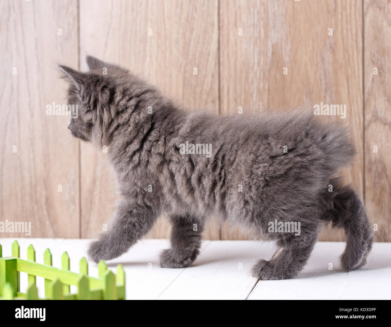 Kitten Breed Kurilian Bobtail On Wooden Background Stock Photo Alamy