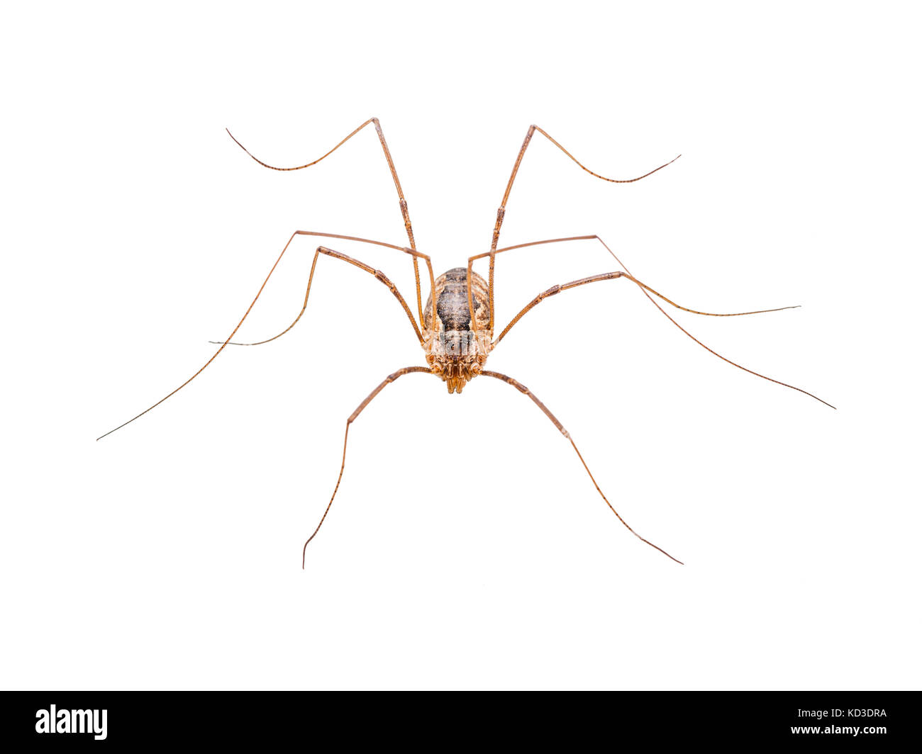 Long-Legged Spider Isolated on White Stock Photo