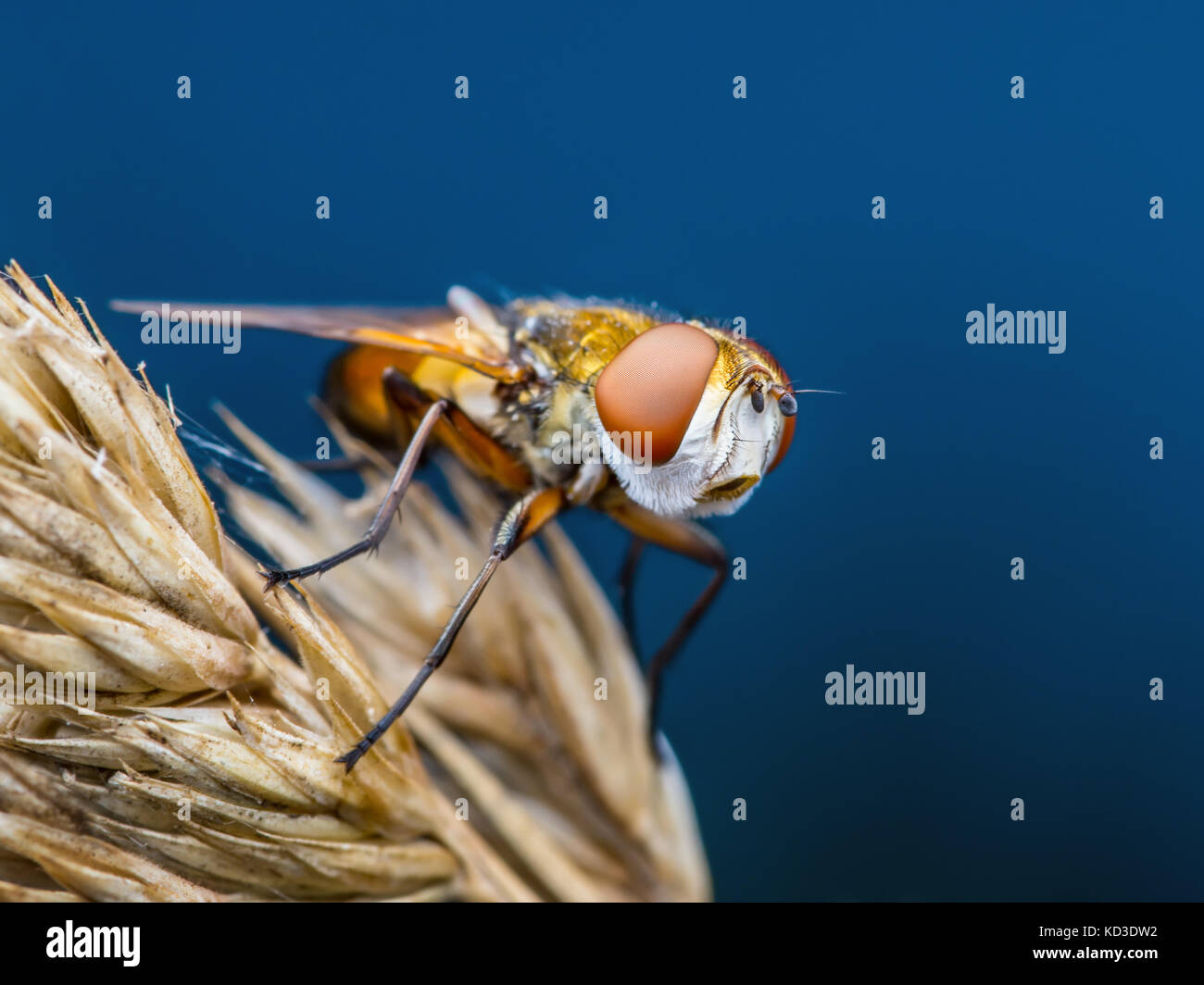 Tropical Fly on Grass Stock Photo Alamy