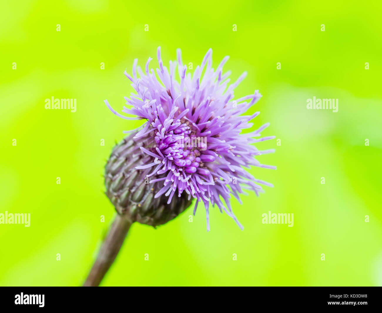 Milk Thistle Flower on Natural Background Stock Photo