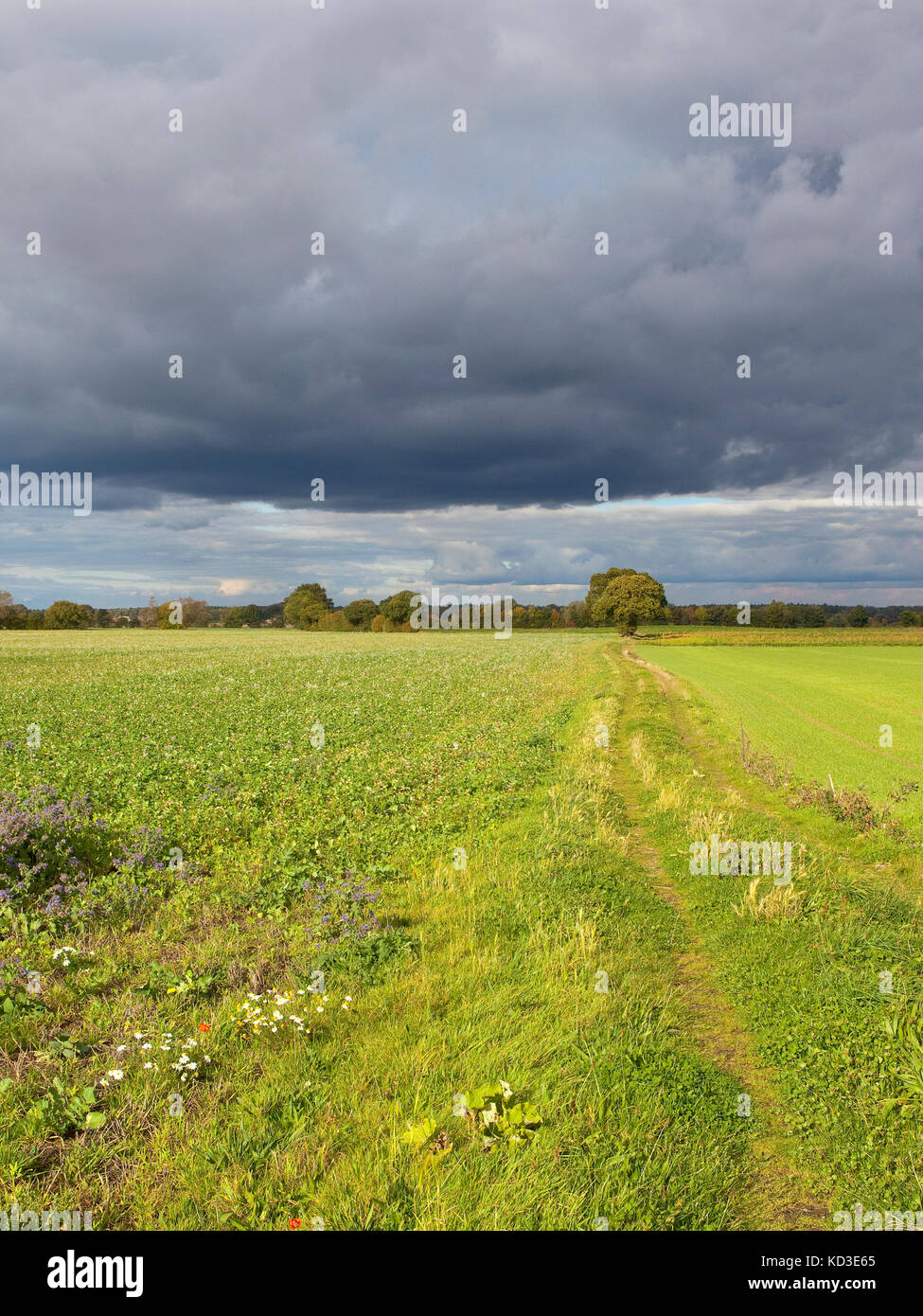 a farm track with wildflowers oak tree and green manure crop under a stormy sky in autumn in yorkshire Stock Photo