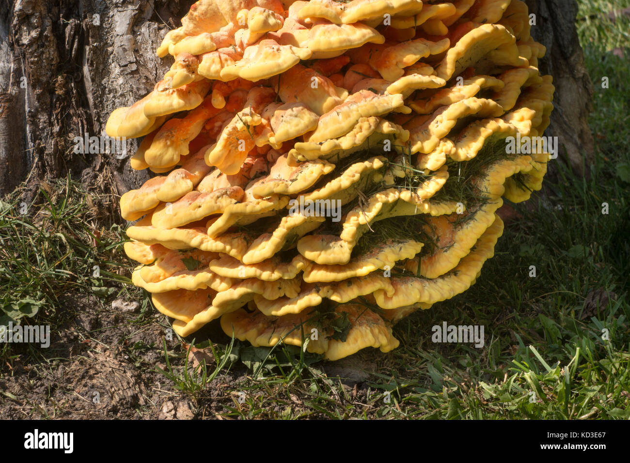 Mushrooms You Can Eat High Resolution Stock Photography and Images Alamy