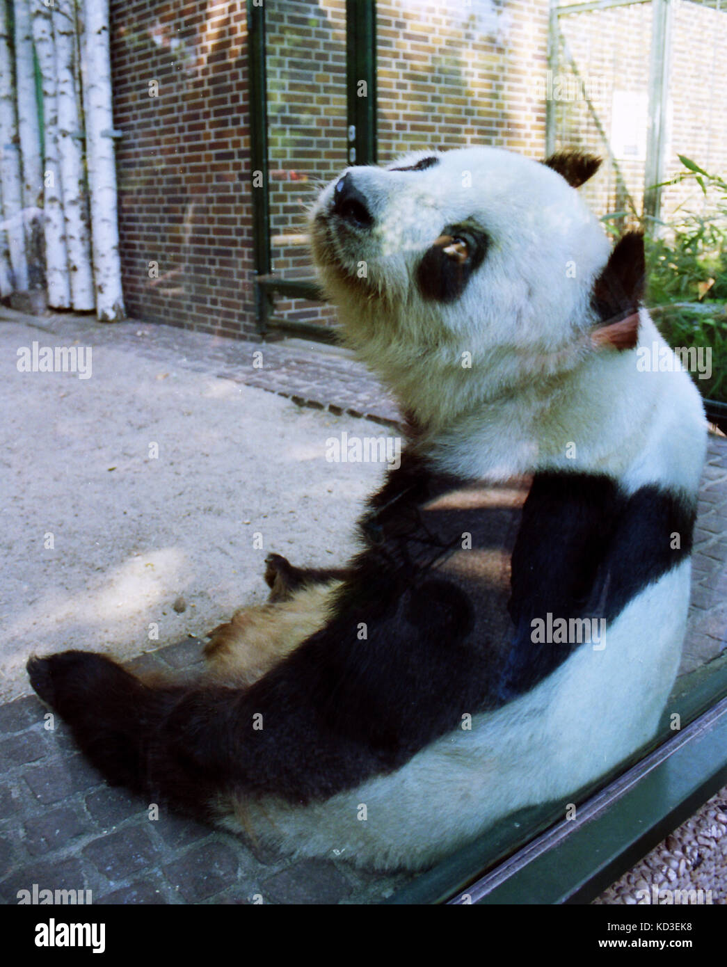 Panda ant hi-res stock photography and images - Alamy Panda ant hi-res stock photography and images - Alamy