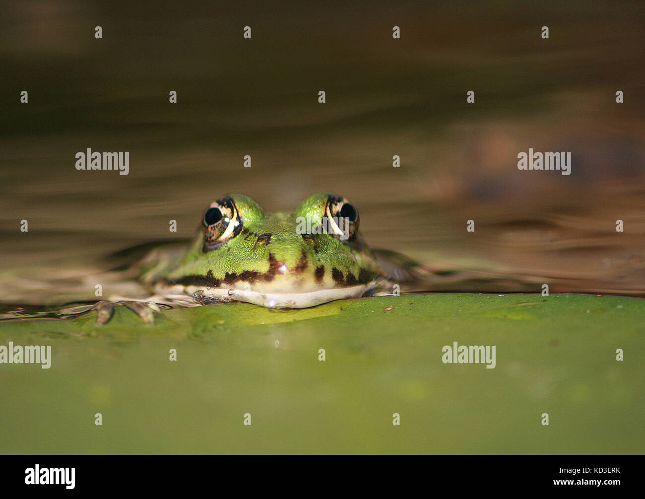 Frog Protrait portrait of a frog Stock Photo - Alamy