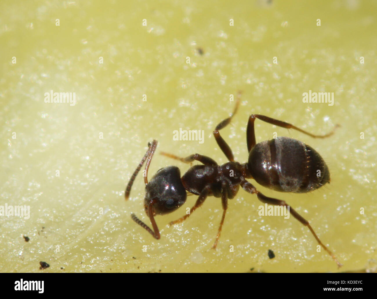 Mango pest hires stock photography and images Alamy