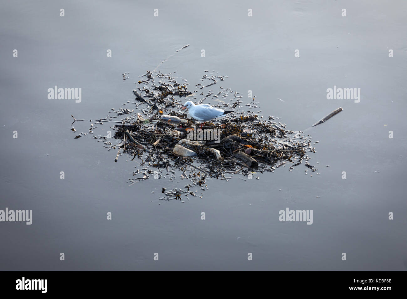 A gull stands on a raft of flotsam on the River Tyne in Newcastle upon Tyne Stock Photo