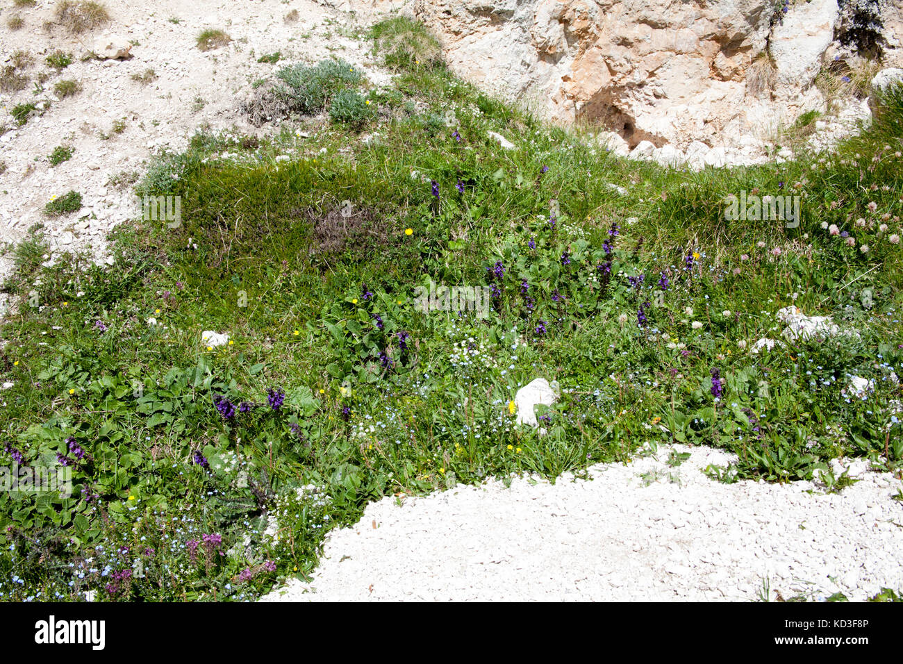 Pyramidal Bugle growing by a path in the Dolomites near The Val Gardena South Tyrol Italy Stock Photo