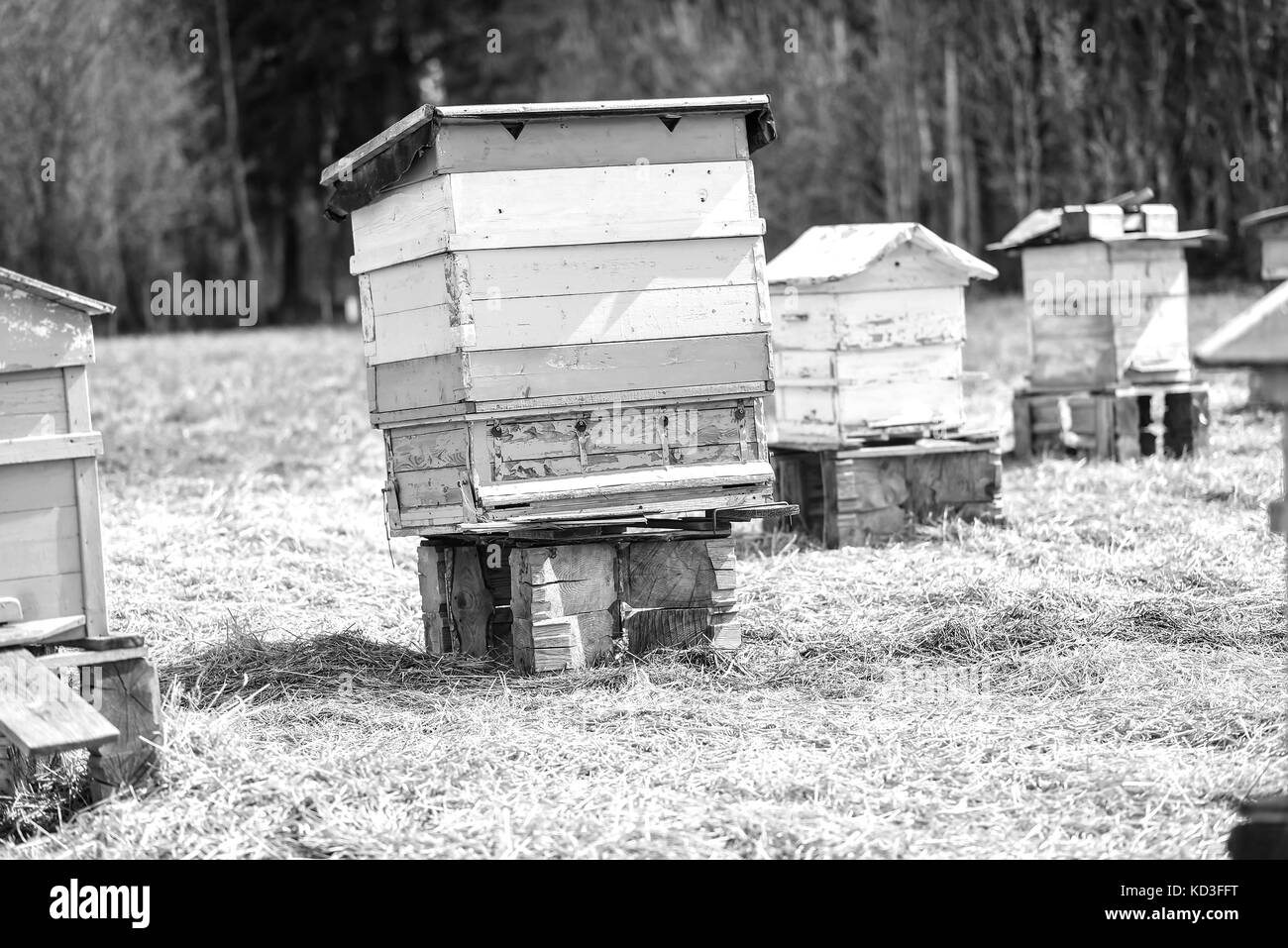 Bee hive standing in field Stock Photo Alamy