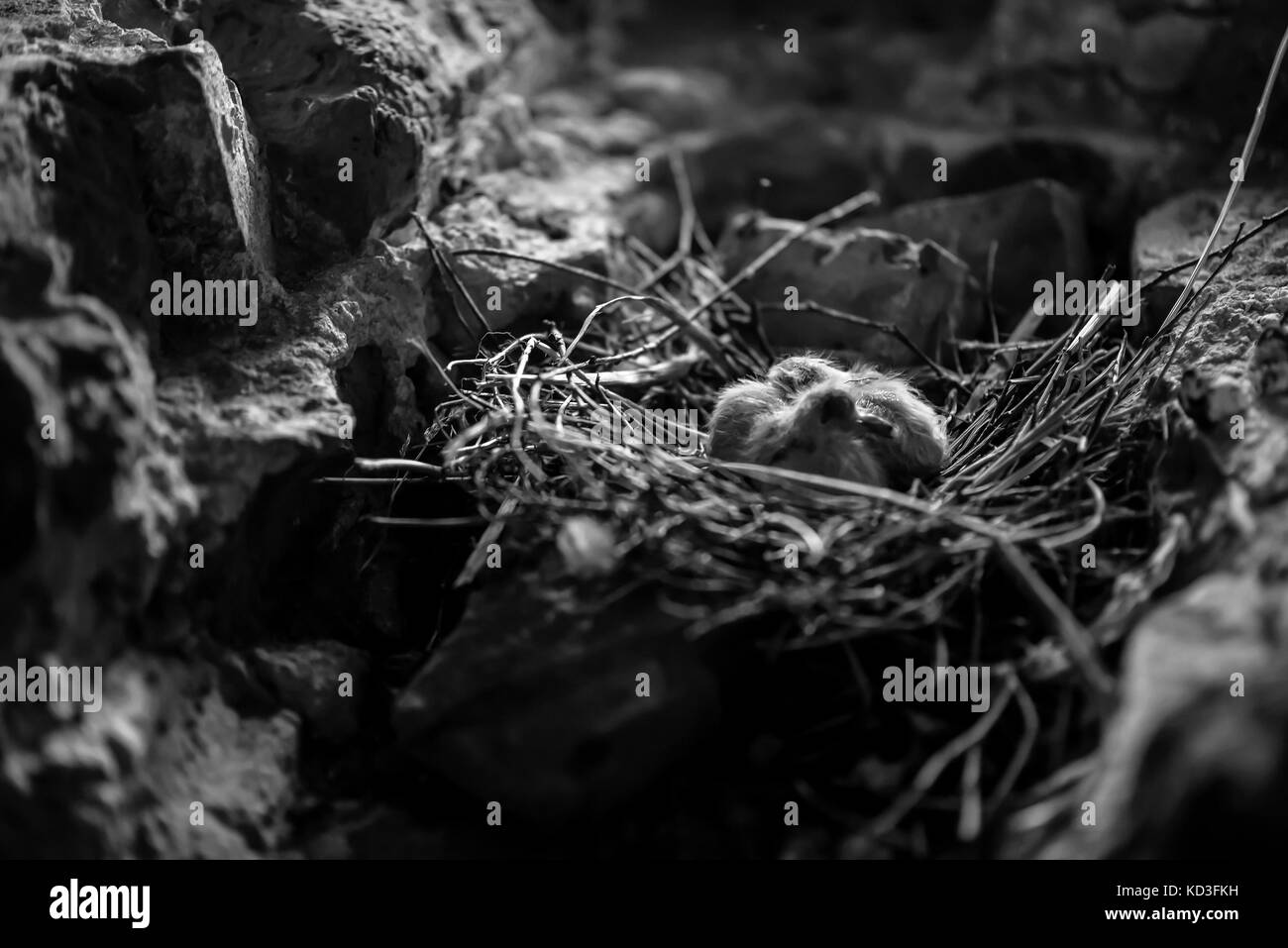 Bird nest wallpaper Black and White Stock Photos & Images - Alamy