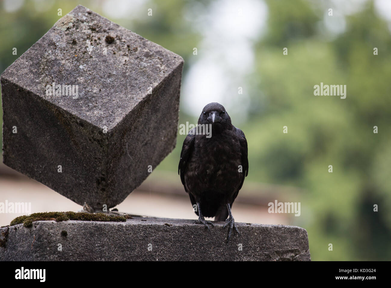 portrait of a rook sitting on a fence Stock Photo