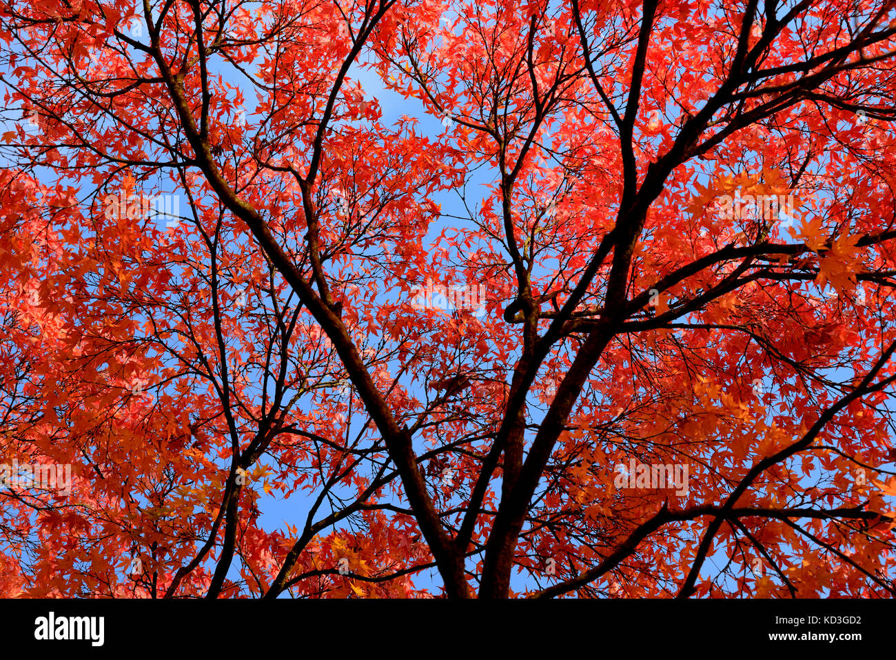 Smooth Japanese maple (Acer palmatum), red autumn leaves in front of a