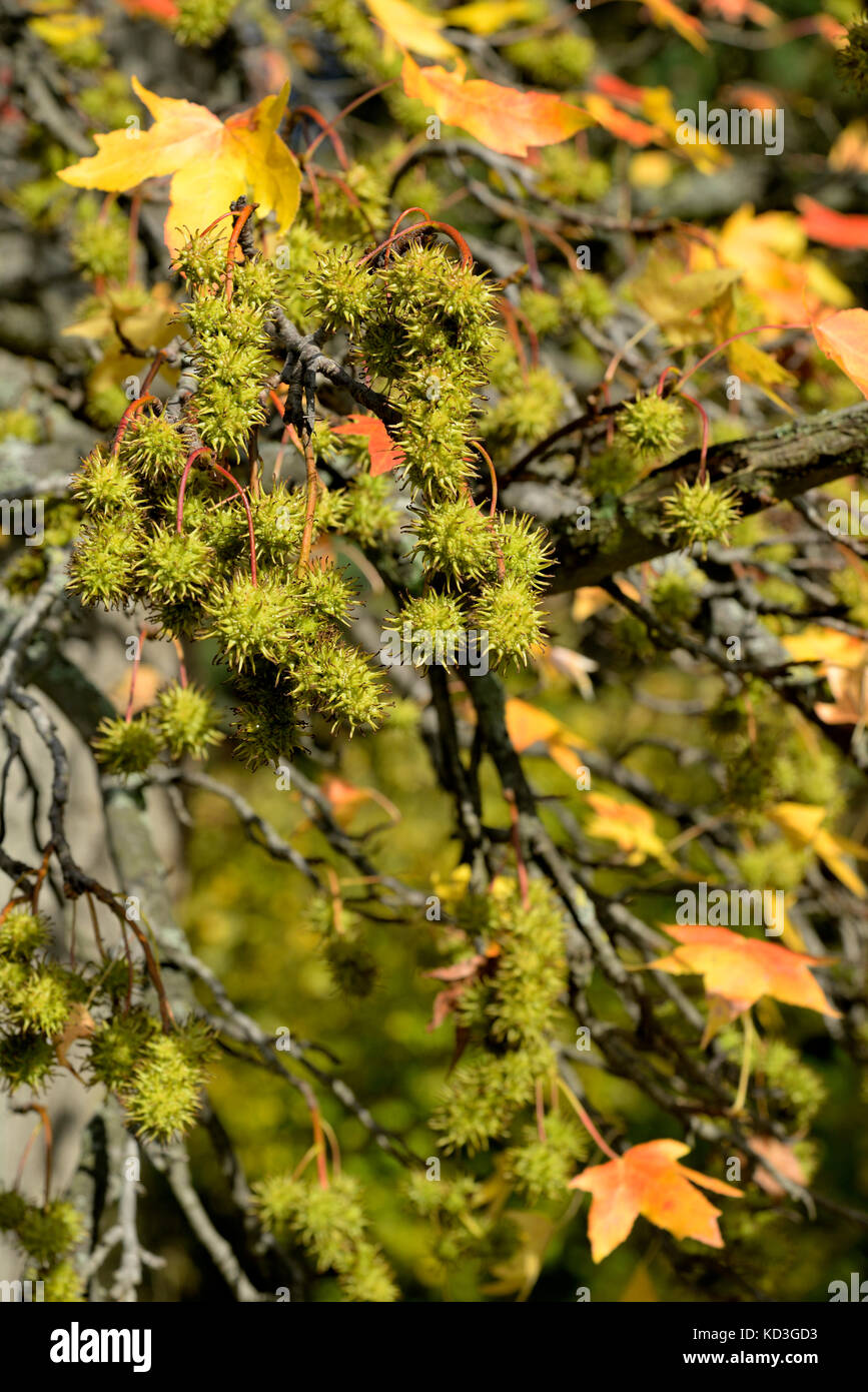 American sweetgum (Liquidambar styraciflua) with globular fruits in autumn, North Rhine-Westphalia, Germany Stock Photo