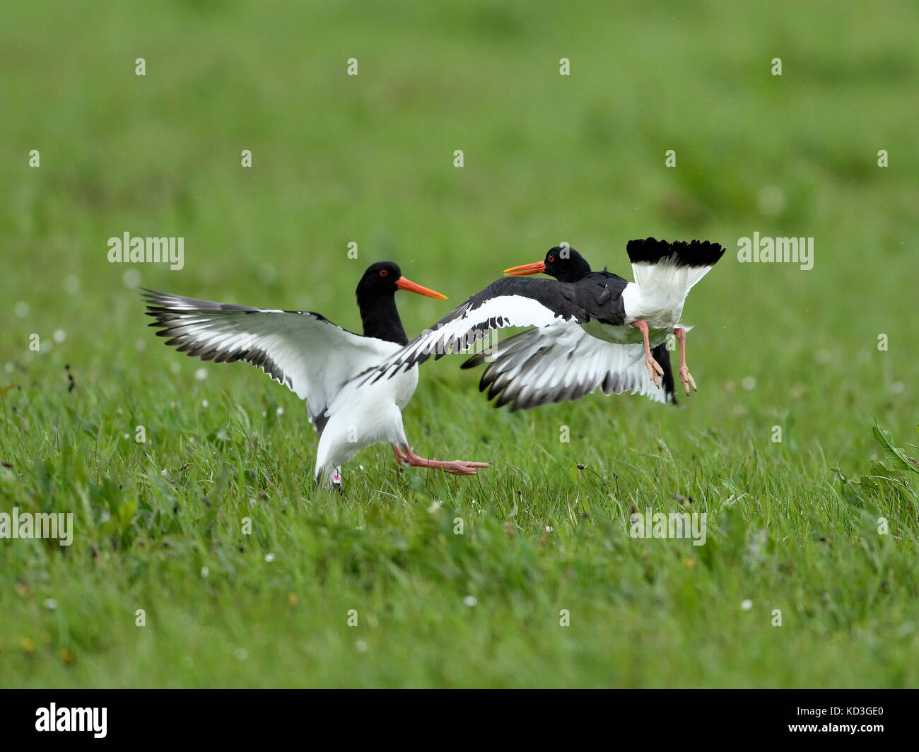 Fighting Eurasian oystercatchers (Haematopus ostralegus), Texel, North