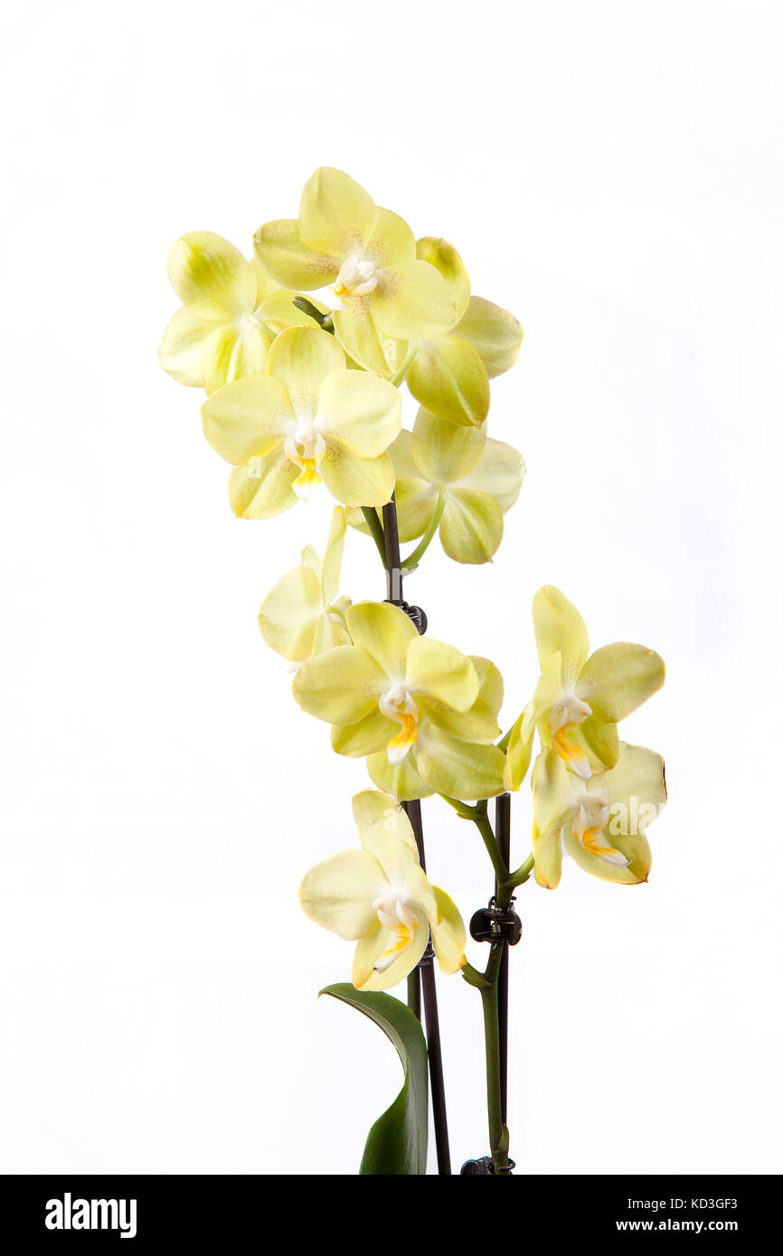 Beautiful yellow orchid isolated on white background Stock Photo - Alamy