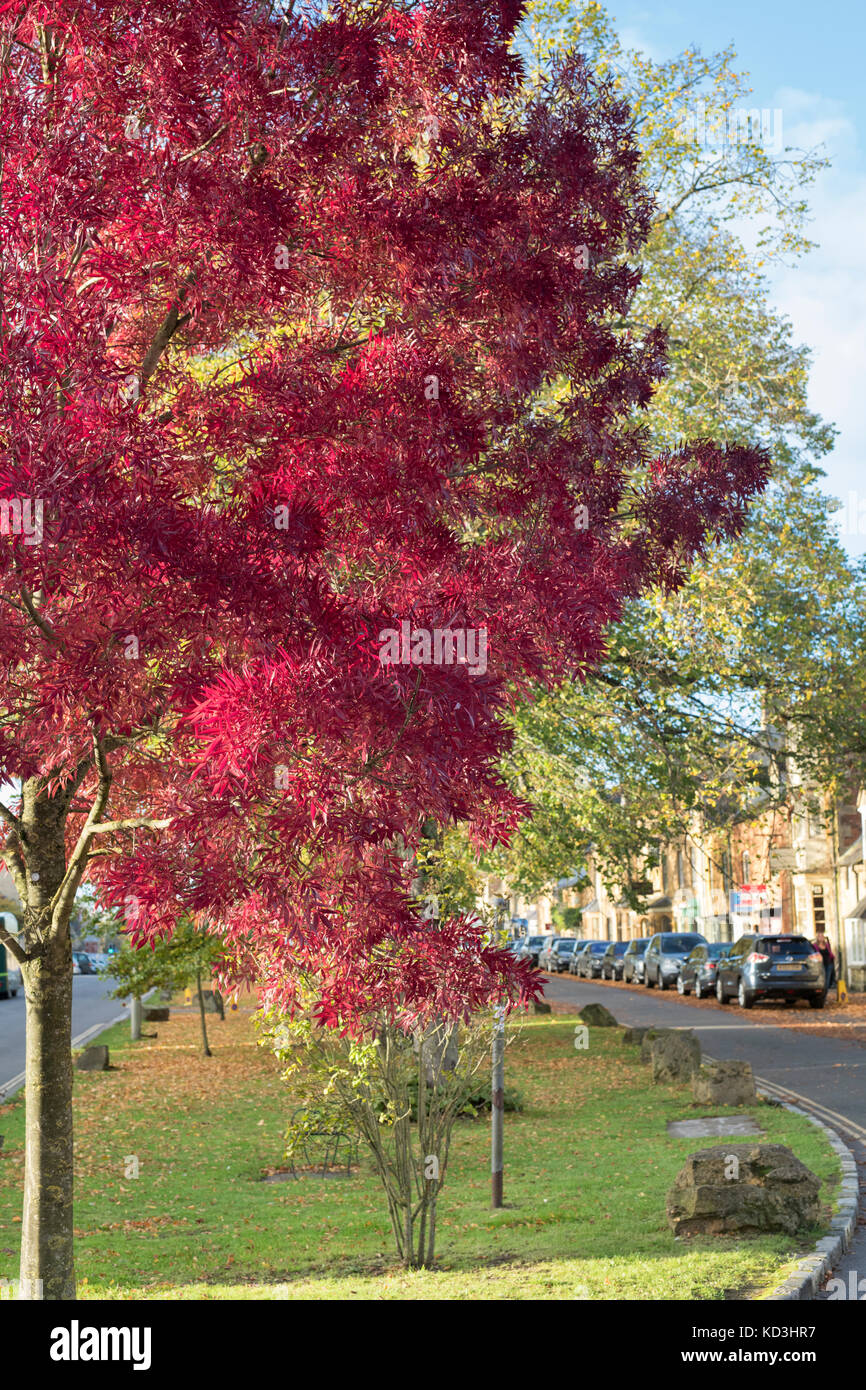 Fraxinus angustifolia 'Raywood'.  Raywood Ash / Claret Ash tree in the high street in autumn. Moreton in Marsh, Cotswolds, Gloucestershire, England Stock Photo
