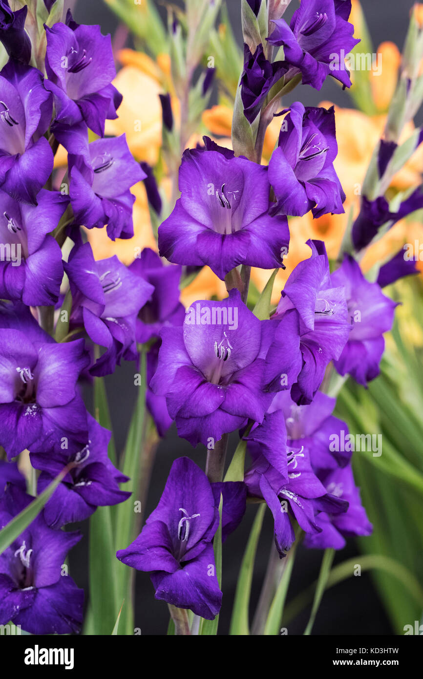 Purple gladiolus hires stock photography and images Alamy