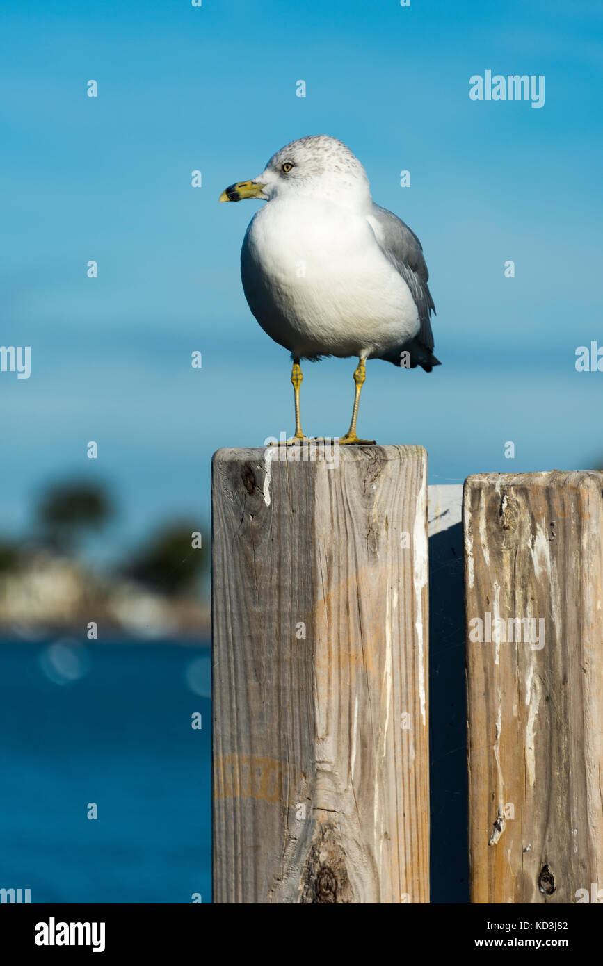 ring-billed gull on post at Put-in-Bay in Ohio Stock Photo