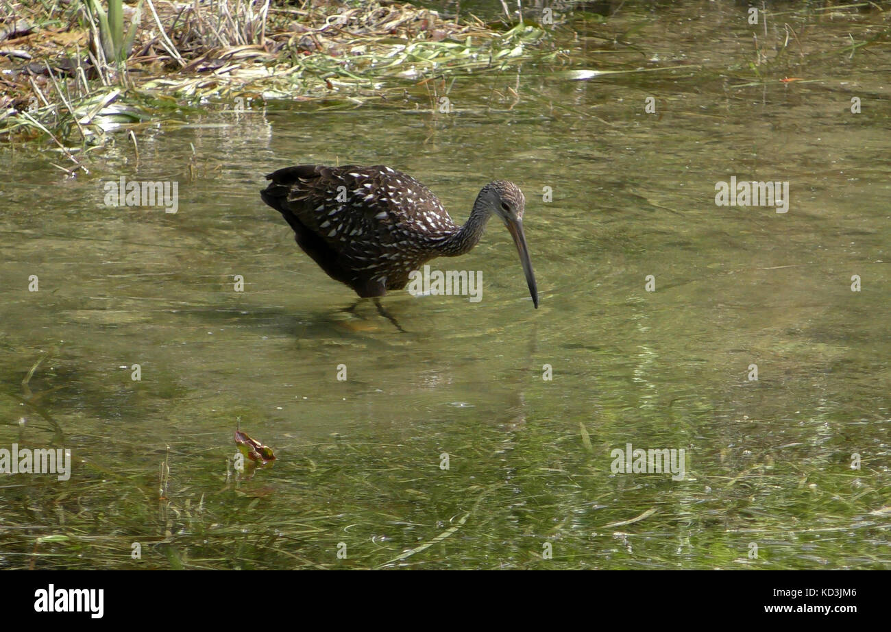 Limpkin in natural environment commonly seen wading bird in the Florida Everglades Stock Photo