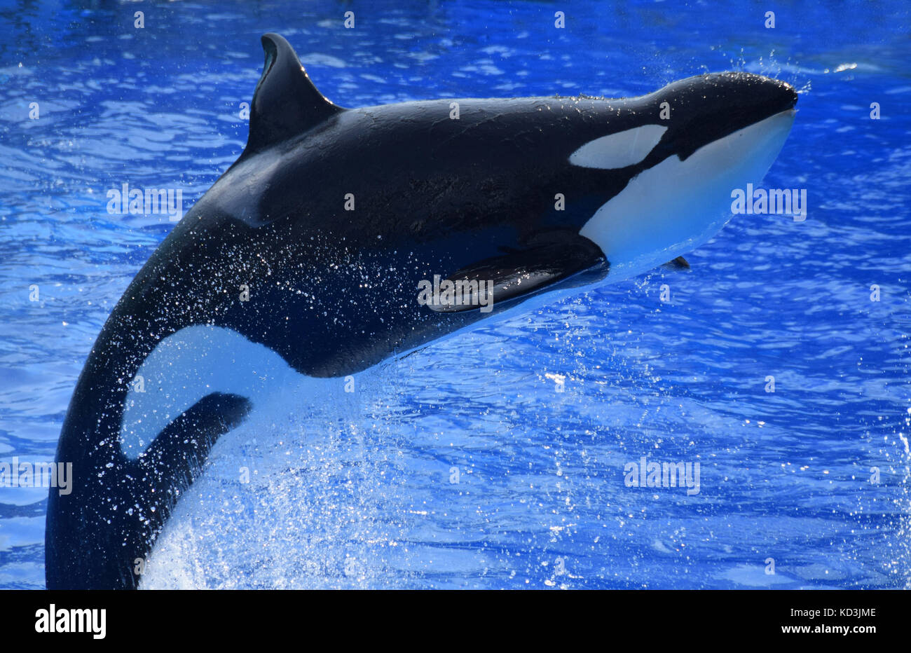 Killer whale jumpting out of blue ocean water Stock Photo