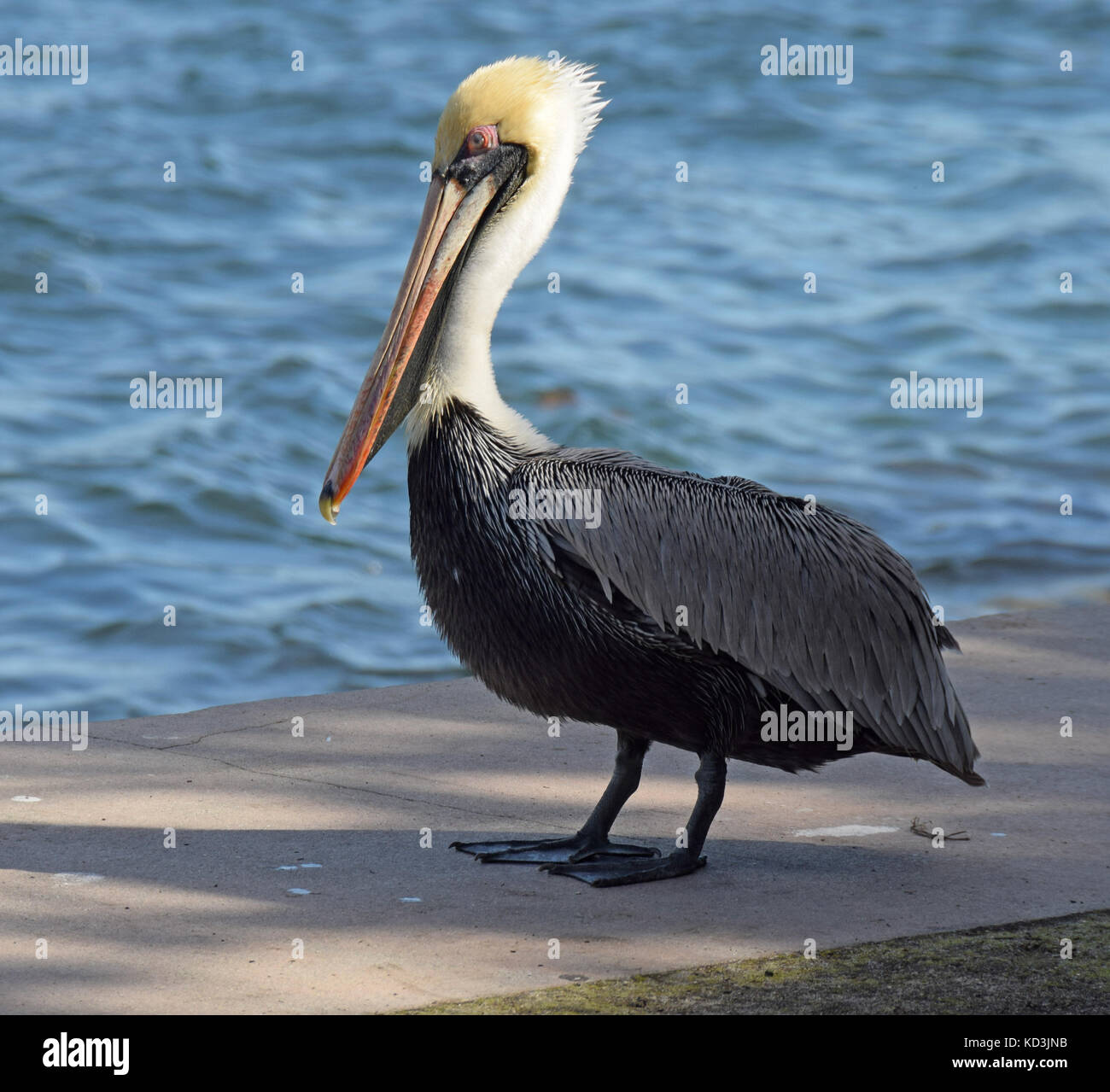 Brown pelican commonly seen in Florida Stock Photo