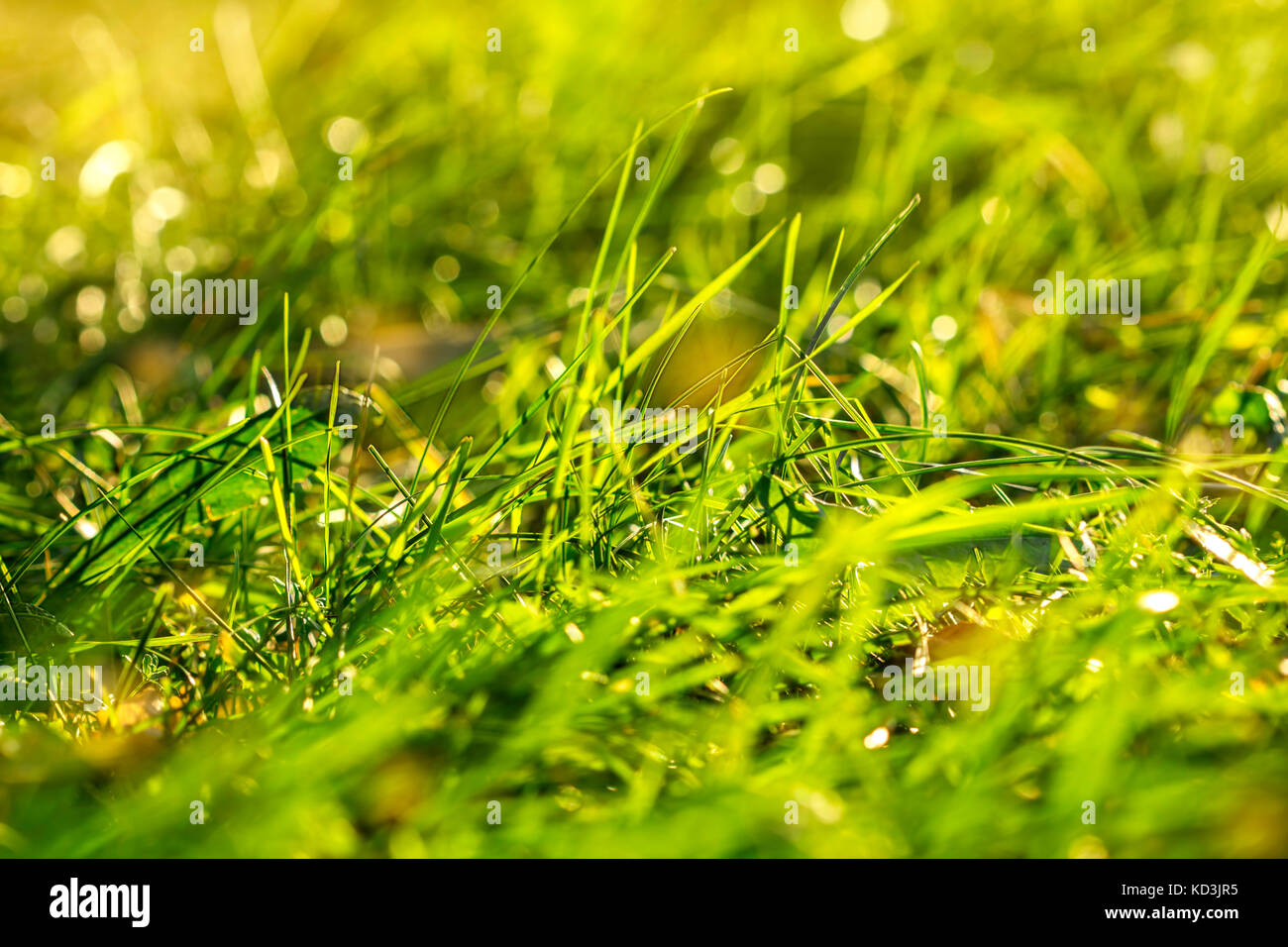 Green grass blur with light effects Stock Photo