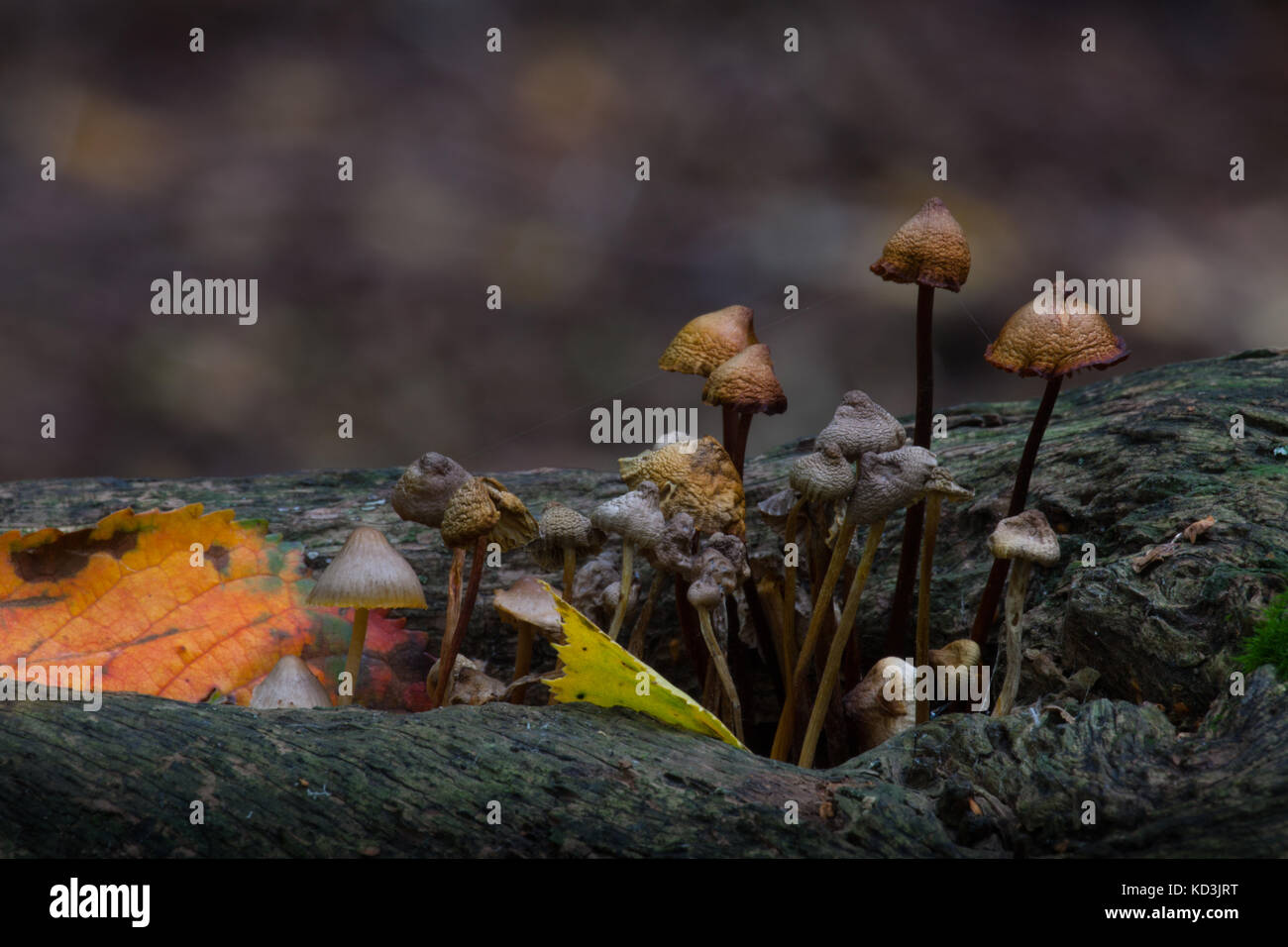 Mushrooms growing on a log, Heartwood Forest, Near Sandridge
