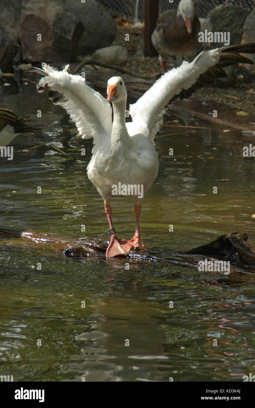Swan taking off , banded Stock Photo