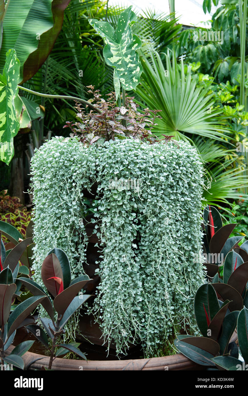 Dichondra Silver Falls Stock Photo Alamy Dichondra Silver Falls Stock Photo Alamy
